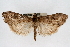  (Udea abstrusa - CNCLEP00074671)  @14 [ ] CreativeCommons - Attribution Non-Commercial Share-Alike (2010) Jean-Francois Landry, CNC and Zhaofu Yang, BIO Canadian National Collections
