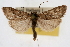  (Udea torvalis - CNCLEP00074678)  @14 [ ] CreativeCommons - Attribution Non-Commercial Share-Alike (2010) Jean-Francois Landry, CNC and Zhaofu Yang, BIO Canadian National Collections