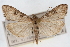  (Udea beringialis - CNCLEP00074681)  @14 [ ] CreativeCommons - Attribution Non-Commercial Share-Alike (2010) Jean-Francois Landry, CNC and Zhaofu Yang, BIO Canadian National Collections
