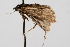  ( - CNCLEP00074686)  @13 [ ] CreativeCommons - Attribution Non-Commercial Share-Alike (2010) Jean-Francois Landry, CNC and Zhaofu Yang, BIO Canadian National Collections