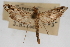  ( - CNCLEP00074691)  @11 [ ] CreativeCommons - Attribution Non-Commercial Share-Alike (2010) Jean-Francois Landry, CNC and Zhaofu Yang, BIO Canadian National Collections