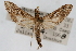  ( - CNCLEP00074693)  @13 [ ] CreativeCommons - Attribution Non-Commercial Share-Alike (2010) Jean-Francois Landry, CNC and Zhaofu Yang, BIO Canadian National Collections