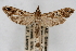  ( - CNCLEP00074696)  @14 [ ] CreativeCommons - Attribution Non-Commercial Share-Alike (2010) Jean-Francois Landry, CNC and Zhaofu Yang, BIO Canadian National Collections