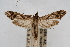 ( - CNCLEP00074697)  @14 [ ] CreativeCommons - Attribution Non-Commercial Share-Alike (2010) Jean-Francois Landry, CNC and Zhaofu Yang, BIO Canadian National Collections