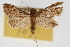  ( - CNCLEP00074709)  @14 [ ] CreativeCommons - Attribution Non-Commercial Share-Alike (2010) Jean-Francois Landry, CNC and Zhaofu Yang, BIO Canadian National Collections