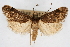  ( - CNCLEP00074717)  @14 [ ] CreativeCommons - Attribution Non-Commercial Share-Alike (2010) Jean-Francois Landry, CNC and Zhaofu Yang, BIO Canadian National Collections