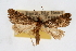  (Loxostegopsis curialis - CNCLEP00074718)  @14 [ ] CreativeCommons - Attribution Non-Commercial Share-Alike (2010) Jean-Francois Landry, CNC and Zhaofu Yang, BIO Canadian National Collections