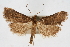  ( - CNCLEP00074719)  @14 [ ] CreativeCommons - Attribution Non-Commercial Share-Alike (2010) Jean-Francois Landry, CNC and Zhaofu Yang, BIO Canadian National Collections