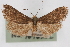  ( - CNCLEP00074726)  @13 [ ] CreativeCommons - Attribution Non-Commercial Share-Alike (2010) Jean-Francois Landry, CNC and Zhaofu Yang, BIO Canadian National Collections