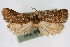  ( - CNCLEP00074728)  @13 [ ] CreativeCommons - Attribution Non-Commercial Share-Alike (2010) Jean-Francois Landry, CNC and Zhaofu Yang, BIO Canadian National Collections