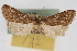  ( - CNCLEP00074729)  @13 [ ] CreativeCommons - Attribution Non-Commercial Share-Alike (2010) Jean-Francois Landry, CNC and Zhaofu Yang, BIO Canadian National Collections