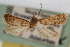  (Loxostegopsis polle CS - CNCLEP00074730)  @11 [ ] CreativeCommons - Attribution Non-Commercial Share-Alike (2010) Jean-Francois Landry, CNC and Zhaofu Yang, BIO Canadian National Collections