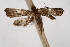  ( - CNCLEP00074732)  @11 [ ] CreativeCommons - Attribution Non-Commercial Share-Alike (2010) Jean-Francois Landry, CNC and Zhaofu Yang, BIO Canadian National Collections