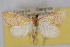  ( - CNCLEP00074753)  @11 [ ] CreativeCommons - Attribution Non-Commercial Share-Alike (2010) Jean-Francois Landry, CNC and Zhaofu Yang, BIO Canadian National Collections