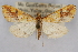  (Choristostigma sp. 2ZY - CNCLEP00074764)  @11 [ ] CreativeCommons - Attribution Non-Commercial Share-Alike (2010) Jean-Francois Landry, CNC and Zhaofu Yang, BIO Canadian National Collections