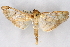  ( - CNCLEP00074776)  @14 [ ] CreativeCommons - Attribution Non-Commercial Share-Alike (2010) Jean-Francois Landry, CNC and Zhaofu Yang, BIO Canadian National Collections
