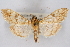  ( - CNCLEP00074779)  @11 [ ] CreativeCommons - Attribution Non-Commercial Share-Alike (2010) Jean-Francois Landry, CNC and Zhaofu Yang, BIO Canadian National Collections