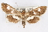  ( - CNCLEP00074825)  @13 [ ] CreativeCommons - Attribution Non-Commercial Share-Alike (2010) Jean-Francois Landry, CNC and Zhaofu Yang, BIO Canadian National Collections