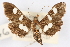  ( - CNCLEP00074827)  @14 [ ] CreativeCommons - Attribution Non-Commercial Share-Alike (2010) Jean-Francois Landry, CNC and Zhaofu Yang, BIO Canadian National Collections