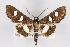  (Desmia maculalis - CNCLEP00074829)  @15 [ ] CreativeCommons - Attribution Non-Commercial Share-Alike (2010) Jean-Francois Landry, CNC and Zhaofu Yang, BIO Canadian National Collections