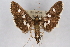  (Desmia subdivisalis - CNCLEP00074832)  @14 [ ] CreativeCommons - Attribution Non-Commercial Share-Alike (2010) Jean-Francois Landry, CNC and Zhaofu Yang, BIO Canadian National Collections