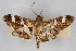  (Desmia ufeus - CNCLEP00074834)  @15 [ ] CreativeCommons - Attribution Non-Commercial Share-Alike (2010) Jean-Francois Landry, CNC and Zhaofu Yang, BIO Canadian National Collections