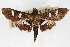  (Desmia nr. benealis - CNCLEP00074839)  @13 [ ] CreativeCommons - Attribution Non-Commercial Share-Alike (2010) Jean-Francois Landry, CNC and Zhaofu Yang, BIO Canadian National Collections
