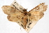  (Lygropia fusalis - CNCLEP00074903)  @15 [ ] CreativeCommons - Attribution Non-Commercial Share-Alike (2010) Jean-Francois Landry, CNC and Zhaofu Yang, BIO Canadian National Collections