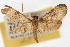  ( - CNCLEP00074904)  @14 [ ] CreativeCommons - Attribution Non-Commercial Share-Alike (2010) Jean-Francois Landry, CNC and Zhaofu Yang, BIO Canadian National Collections
