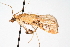  ( - CNCLEP00074935)  @12 [ ] CreativeCommons - Attribution Non-Commercial Share-Alike (2010) Jean-Francois Landry, CNC and Zhaofu Yang, BIO Canadian National Collections