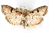  ( - CNCLEP00074958)  @12 [ ] CreativeCommons - Attribution Non-Commercial Share-Alike (2010) Jean-Francois Landry, CNC and Zhaofu Yang, BIO Canadian National Collections