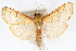  (Polygrammodes flavidalis CS - CNCLEP00074976)  @13 [ ] CreativeCommons - Attribution Non-Commercial Share-Alike (2010) Jean-Francois Landry, CNC and Zhaofu Yang, BIO Canadian National Collections