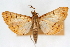  (Polygrammodes flavidalis - CNCLEP00074979)  @15 [ ] CreativeCommons - Attribution Non-Commercial Share-Alike (2010) Jean-Francois Landry, CNC and Zhaofu Yang, BIO Canadian National Collections