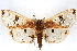  ( - CNCLEP00074990)  @11 [ ] CreativeCommons - Attribution Non-Commercial Share-Alike (2010) Jean-Francois Landry, CNC and Zhaofu Yang, BIO Canadian National Collections