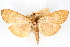  ( - CNCLEP00075007)  @13 [ ] CreativeCommons - Attribution Non-Commercial Share-Alike (2010) Jean-Francois Landry, CNC and Zhaofu Yang, BIO Canadian National Collections