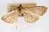  ( - CNCLEP00075009)  @12 [ ] CreativeCommons - Attribution Non-Commercial Share-Alike (2010) Jean-Francois Landry, CNC and Zhaofu Yang, BIO Canadian National Collections