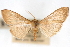  ( - CNCLEP00075010)  @12 [ ] CreativeCommons - Attribution Non-Commercial Share-Alike (2010) Jean-Francois Landry, CNC and Zhaofu Yang, BIO Canadian National Collections