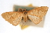  ( - CNCLEP00075012)  @11 [ ] CreativeCommons - Attribution Non-Commercial Share-Alike (2010) Jean-Francois Landry, CNC and Zhaofu Yang, BIO Canadian National Collections