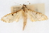 ( - CNCLEP00075015)  @11 [ ] CreativeCommons - Attribution Non-Commercial Share-Alike (2010) Jean-Francois Landry, CNC and Zhaofu Yang, BIO Canadian National Collections