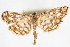  ( - CNCLEP00075017)  @12 [ ] CreativeCommons - Attribution Non-Commercial Share-Alike (2010) Jean-Francois Landry, CNC and Zhaofu Yang, BIO Canadian National Collections