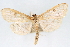  (Herpetogramma fraxinalis - CNCLEP00075080)  @14 [ ] CreativeCommons - Attribution Non-Commercial Share-Alike (2010) Jean-Francois Landry, CNC and Zhaofu Yang, BIO Canadian National Collections