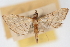  (Cnaphalocrocis trapezalis - CNCLEP00075091)  @13 [ ] CreativeCommons - Attribution Non-Commercial Share-Alike (2010) Jean-Francois Landry, CNC and Zhaofu Yang, BIO Canadian National Collections