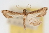  ( - CNCLEP00075092)  @11 [ ] CreativeCommons - Attribution Non-Commercial Share-Alike (2010) Jean-Francois Landry, CNC and Zhaofu Yang, BIO Canadian National Collections
