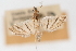  ( - CNCLEP00075093)  @12 [ ] CreativeCommons - Attribution Non-Commercial Share-Alike (2010) Jean-Francois Landry, CNC and Zhaofu Yang, BIO Canadian National Collections