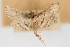  ( - CNCLEP00075094)  @13 [ ] CreativeCommons - Attribution Non-Commercial Share-Alike (2010) Jean-Francois Landry, CNC and Zhaofu Yang, BIO Canadian National Collections