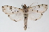  ( - CNCLEP00075098)  @13 [ ] CreativeCommons - Attribution Non-Commercial Share-Alike (2010) Jean-Francois Landry, CNC and Zhaofu Yang, BIO Canadian National Collections