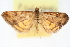  ( - CNCLEP00075133)  @13 [ ] CreativeCommons - Attribution Non-Commercial Share-Alike (2010) Jean-Francois Landry, CNC and Zhaofu Yang, BIO Canadian National Collections