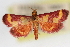  ( - CNCLEP00075160)  @11 [ ] CreativeCommons - Attribution Non-Commercial Share-Alike (2010) Jean-Francois Landry, CNC and Zhaofu Yang, BIO Canadian National Collections