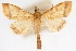  (Hyalorista opalizalis - CNCLEP00075200)  @15 [ ] CreativeCommons - Attribution Non-Commercial Share-Alike (2010) Jean-Francois Landry, CNC and Zhaofu Yang, BIO Canadian National Collections