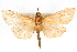  (Neoepicorsia tuisalis - CNCLEP00075289)  @13 [ ] CreativeCommons - Attribution Non-Commercial Share-Alike (2010) Jean-Francois Landry, CNC and Zhaofu Yang, BIO Canadian National Collections